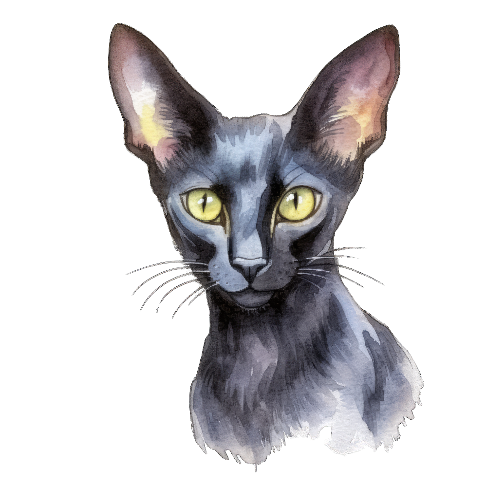 PAINATUS - Black oriental cat