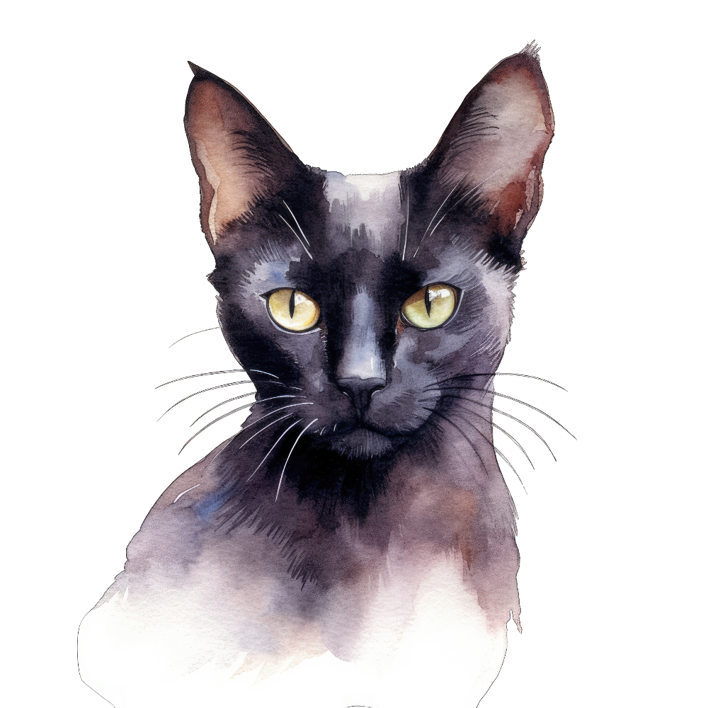 PAINATUS - Bombay sable cat