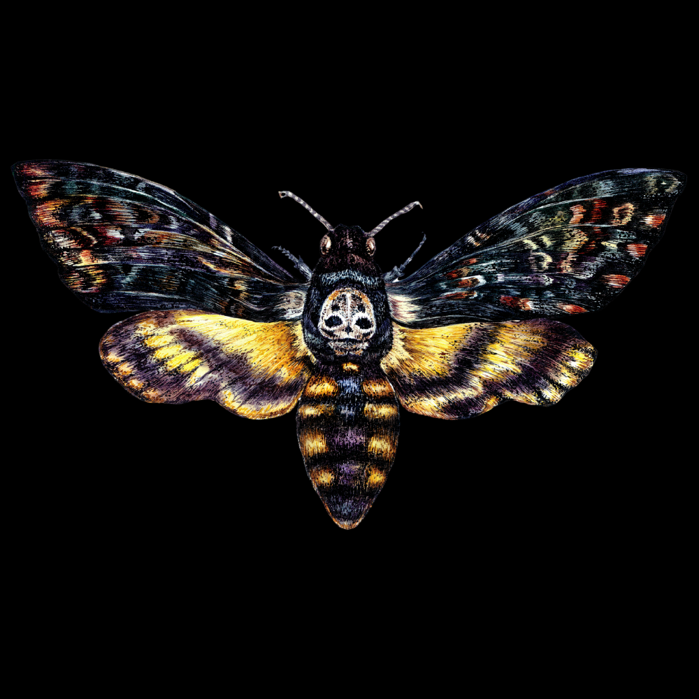 Paitakuva - Pääkallokiitäjä Väri (00 2872)