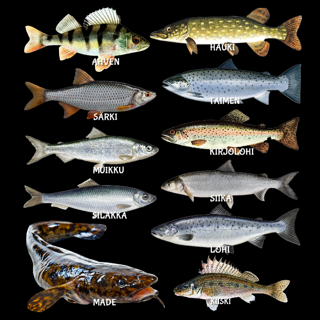 COLLEGEPAITA KALAKUNINGAS SELKÄPAINATUKSELLA (354)