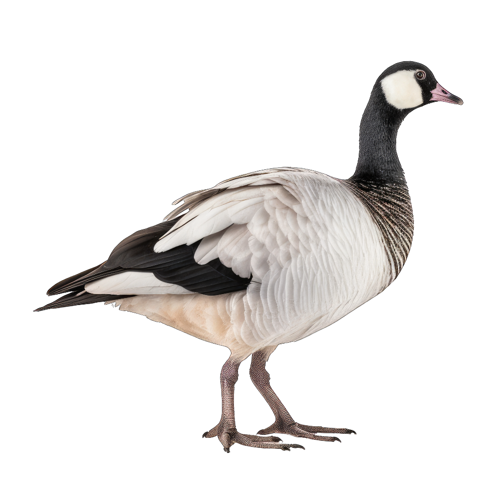 Barnacle goose bird 3- paitakuva