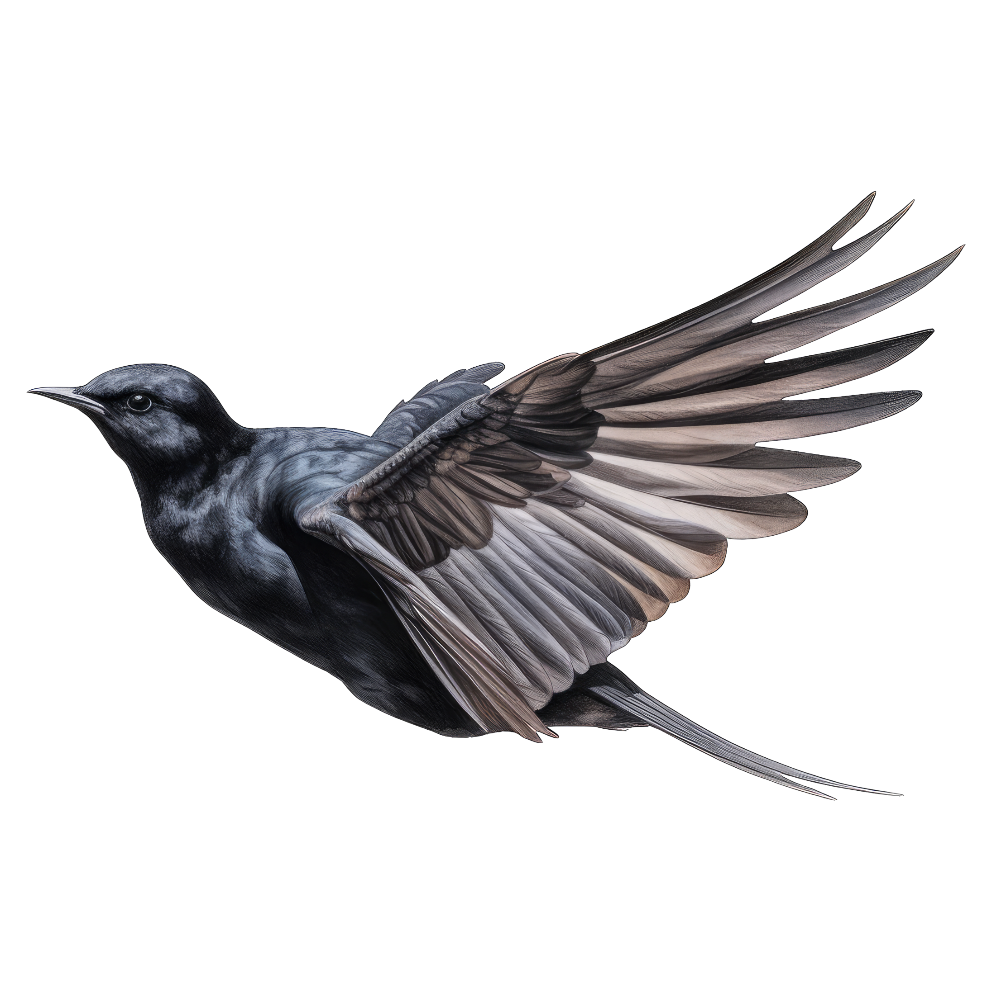 Black tern bird 1- paitakuva