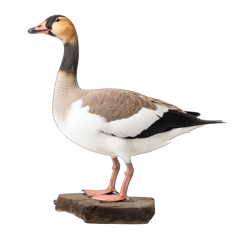 Cackling goose bird 2- paitakuva
