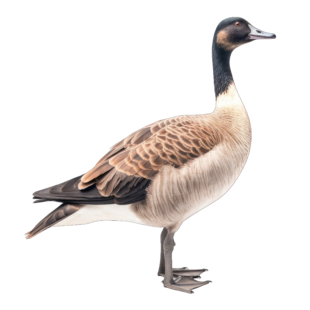 Canada goose bird 1- paitakuva