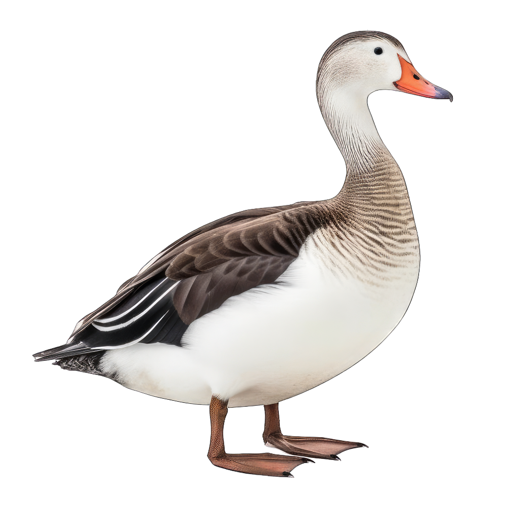 Common eider bird 1- paitakuva