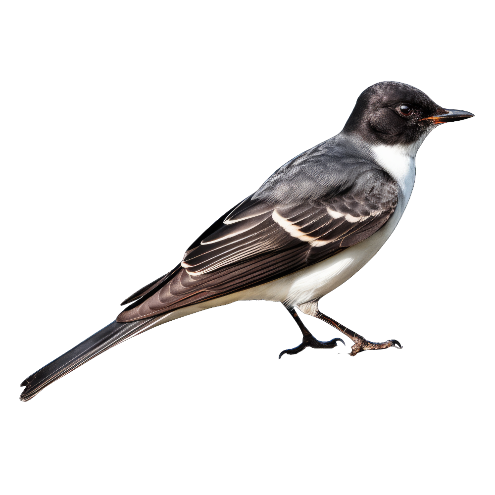 Eastern kingbird bird 1- paitakuva