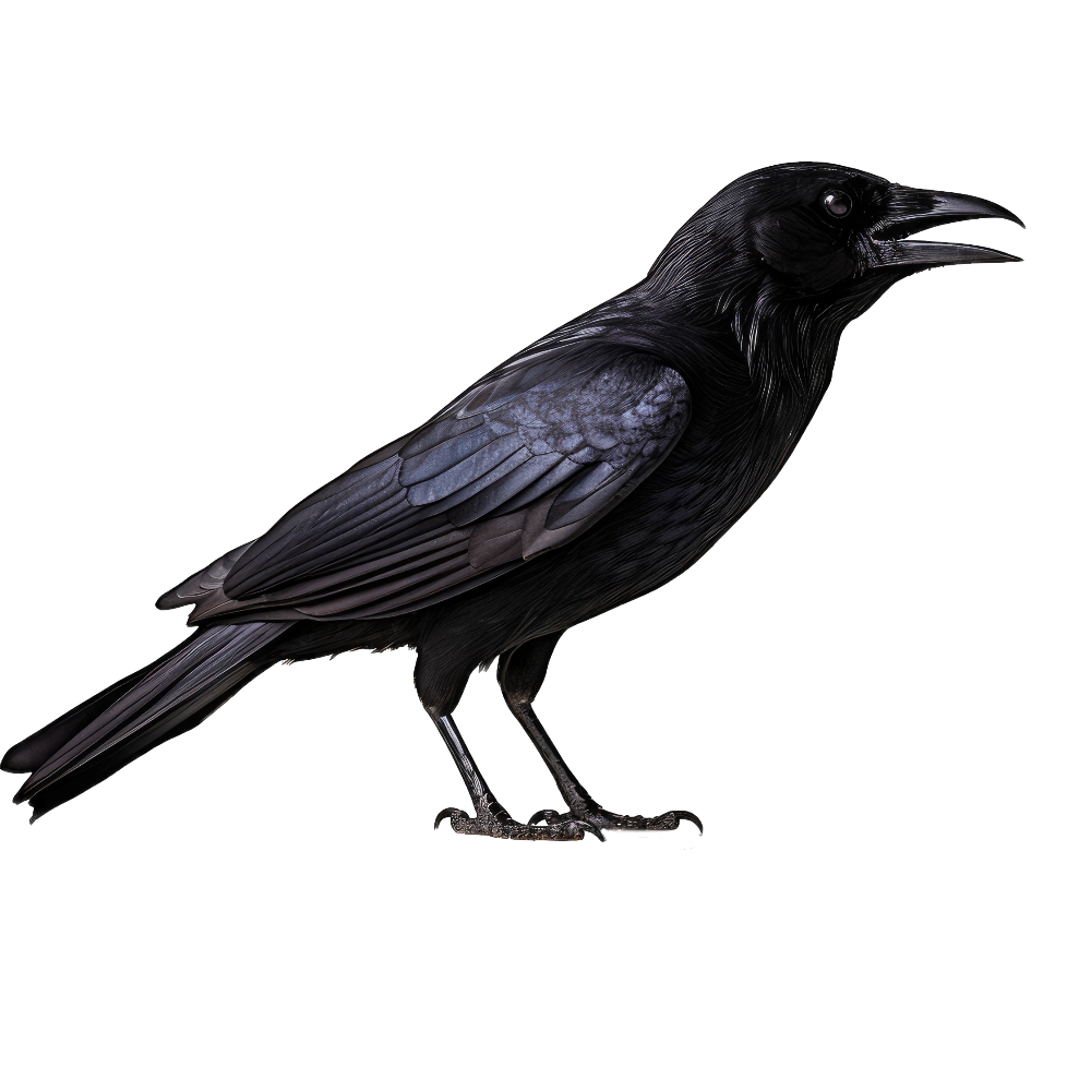 Fish crow bird 1- paitakuva