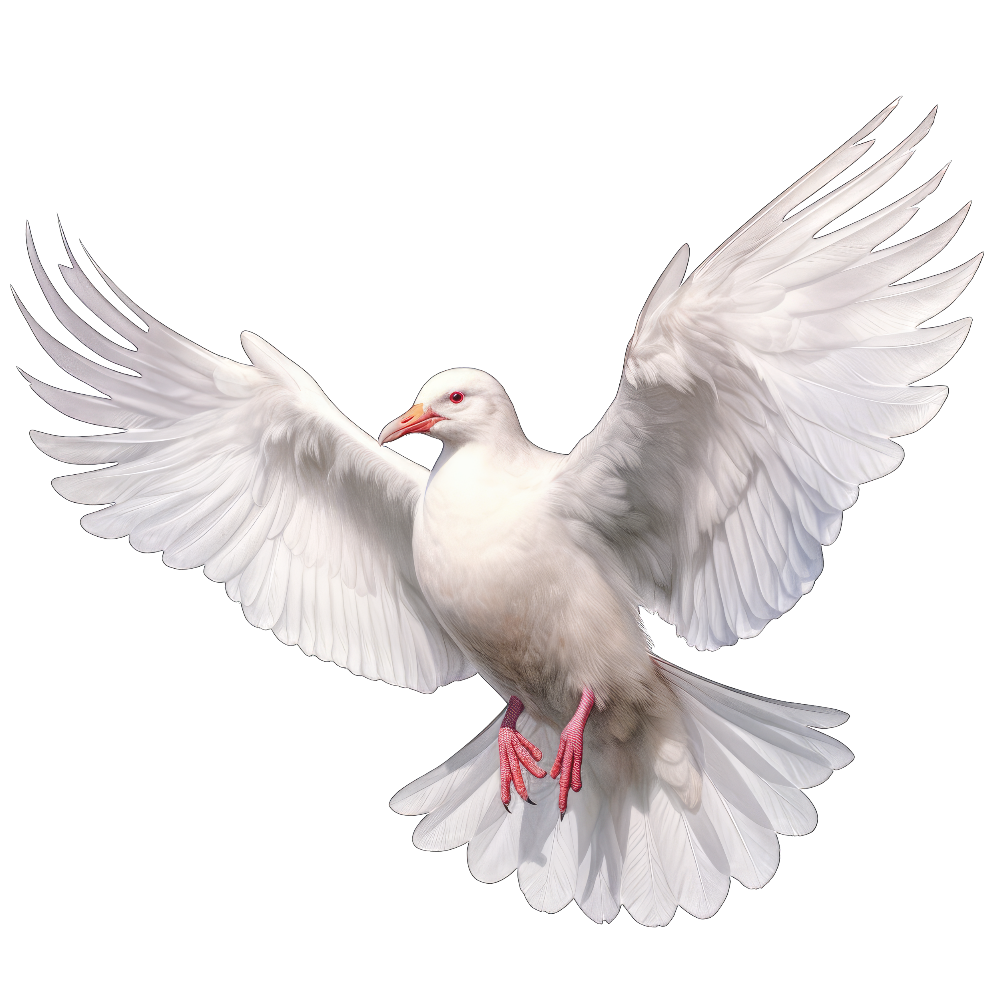 Glaucous-winged gull bird 1- paitakuva