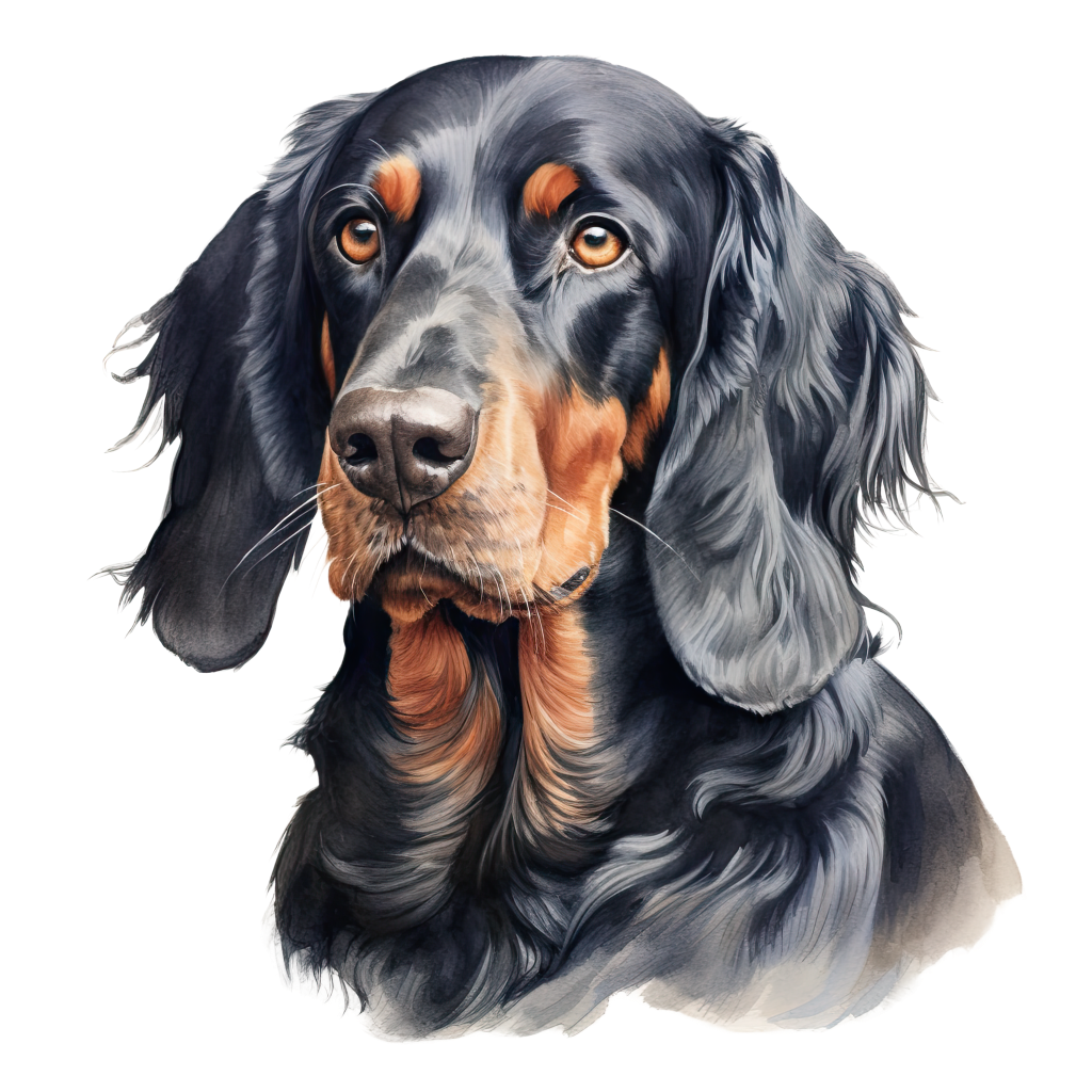 Gordon Setter / Gordoninsetteri DogBreeds 017