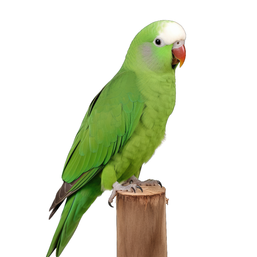 Green parakeet bird 1- paitakuva