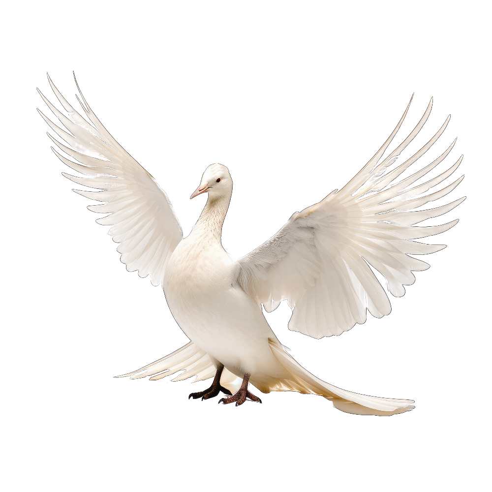 Iceland gull bird 1- paitakuva