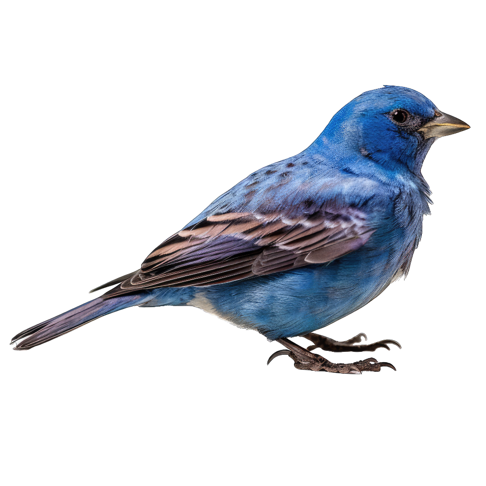 Indigo bunting bird 1- paitakuva