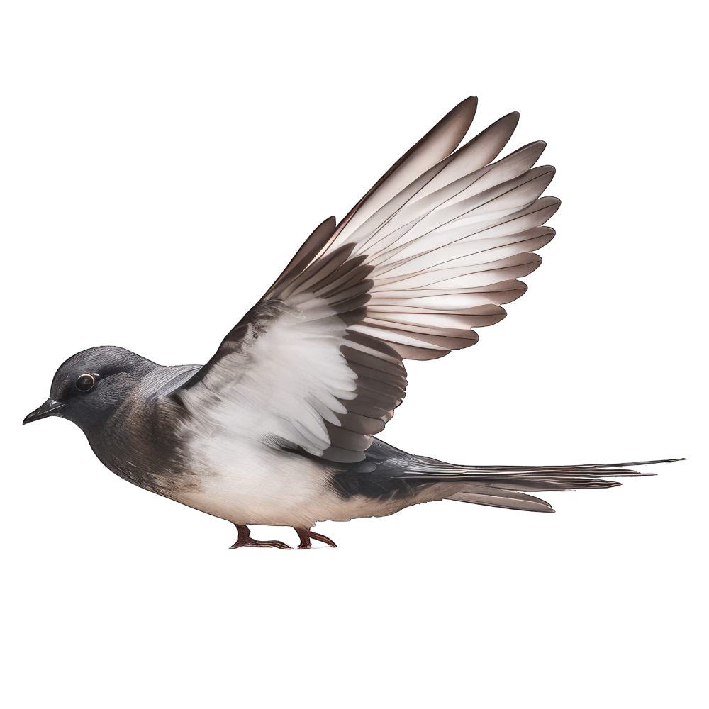 Least storm-petrel bird 1- paitakuva