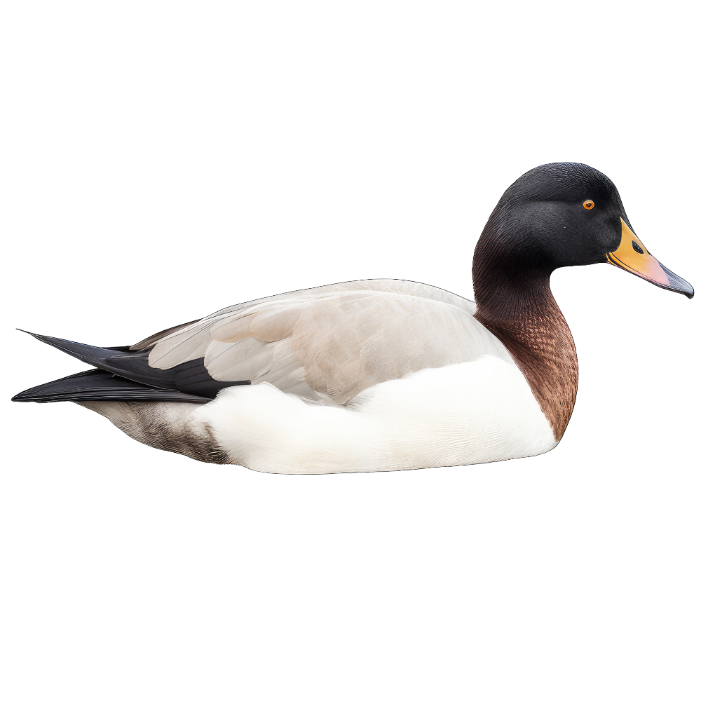 Lesser scaup bird 2- paitakuva