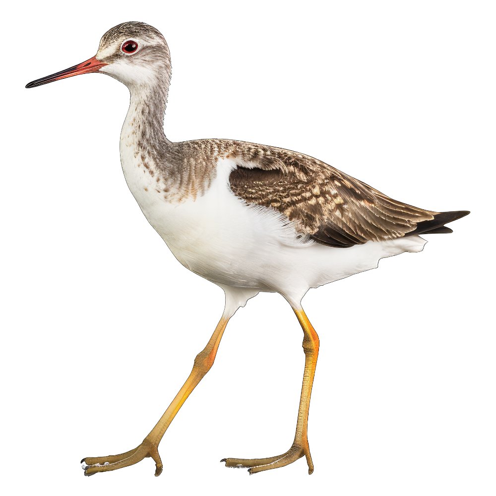Lesser yellowlegs bird 1- paitakuva