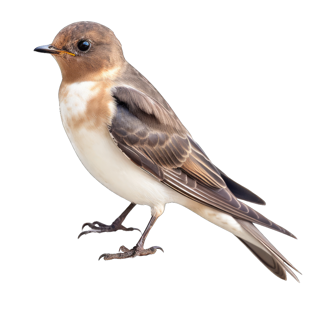 Northern rough-winged swallow bird 1- paitakuva
