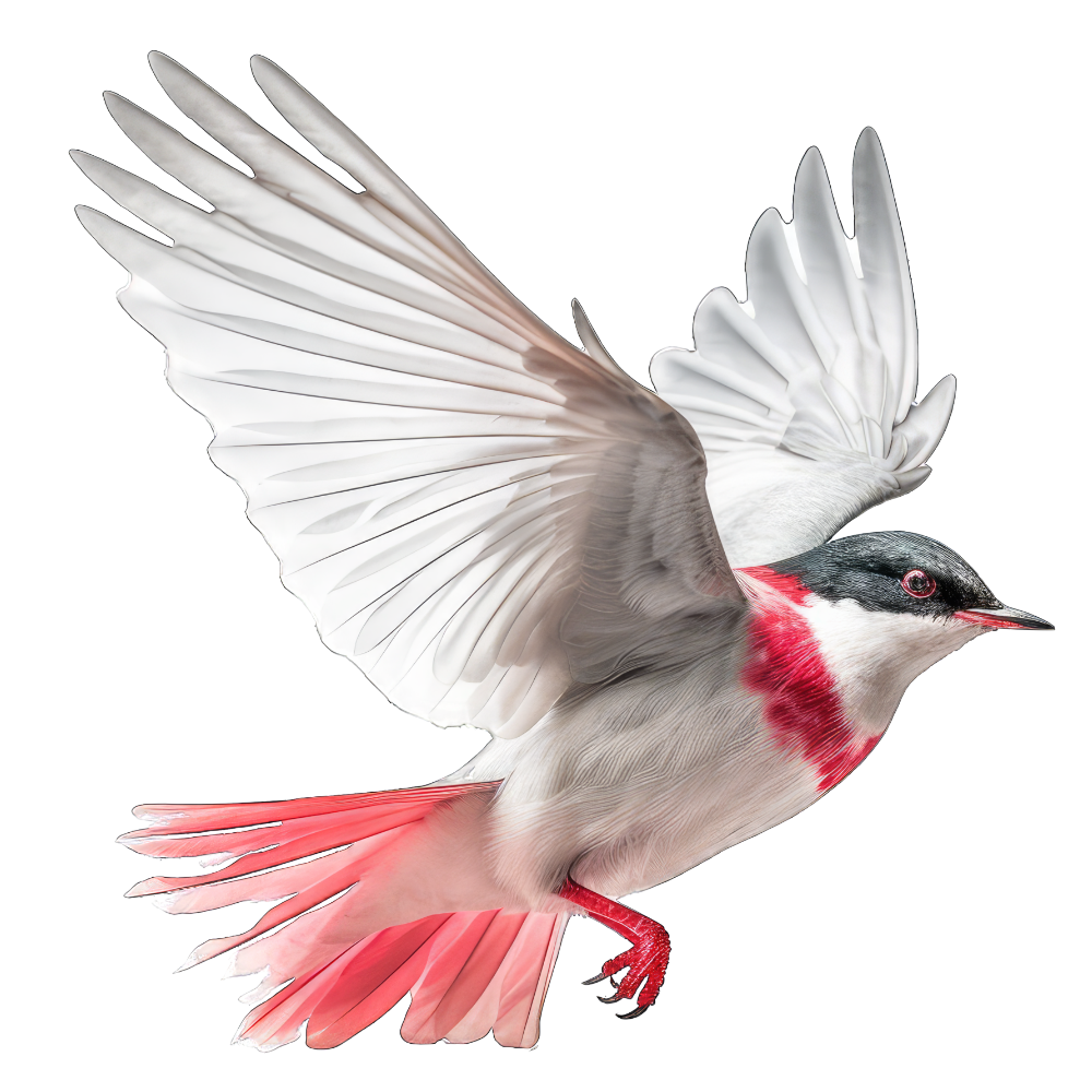 Roseate tern bird 1- paitakuva