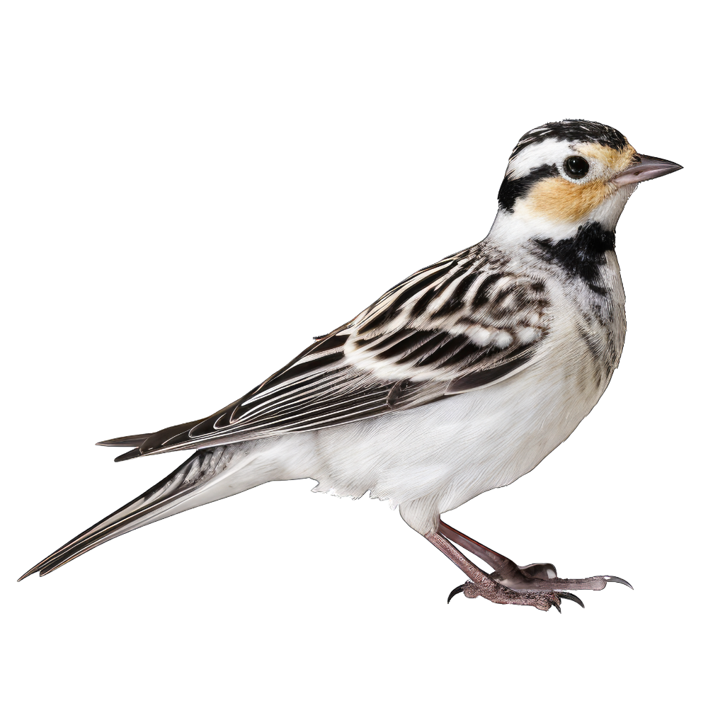 Smiths longspur bird 1- paitakuva