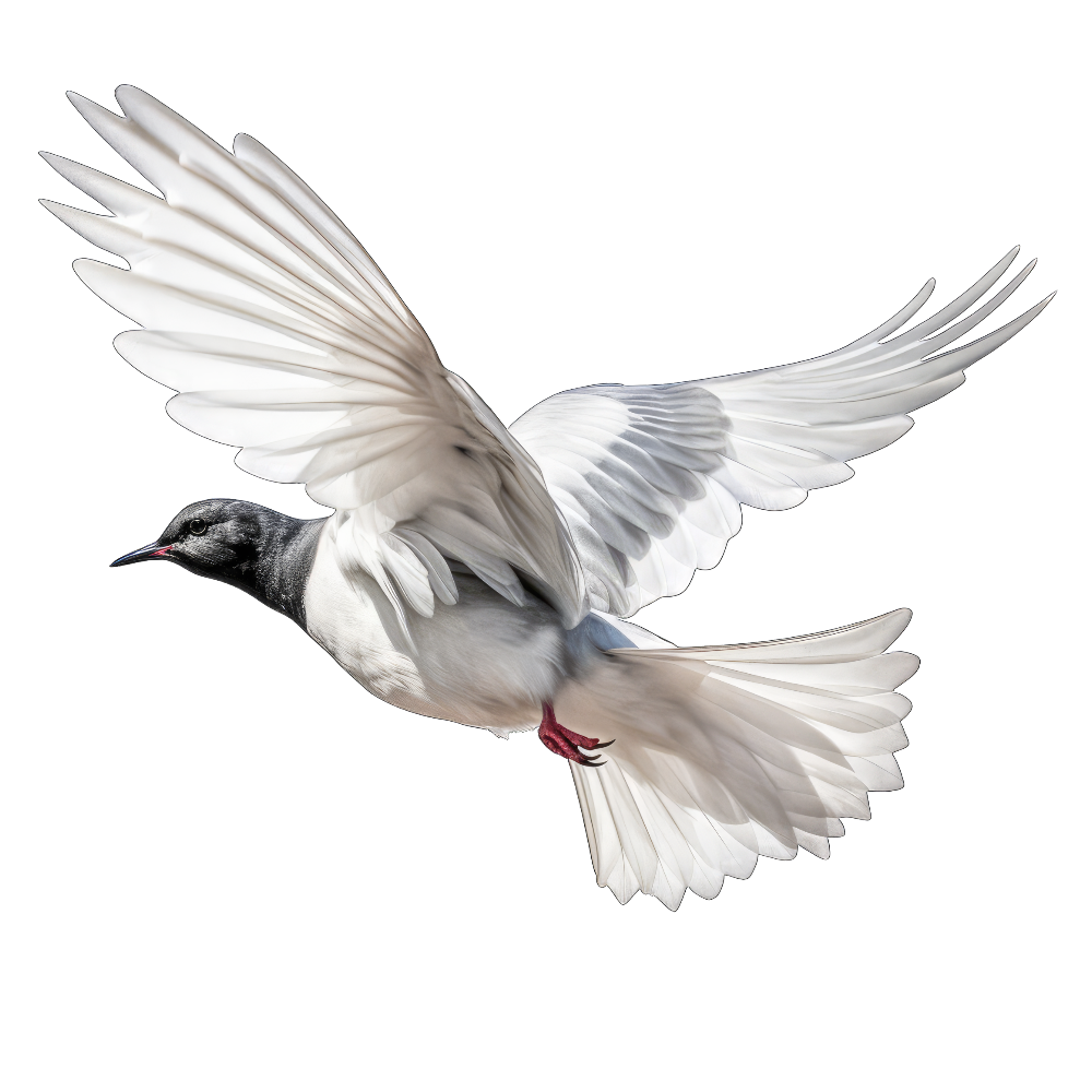 White-winged tern bird 1- paitakuva