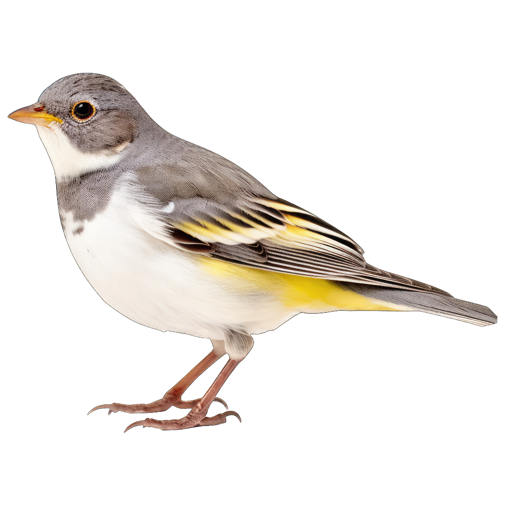 Yellow-eyed junco bird 1- paitakuva