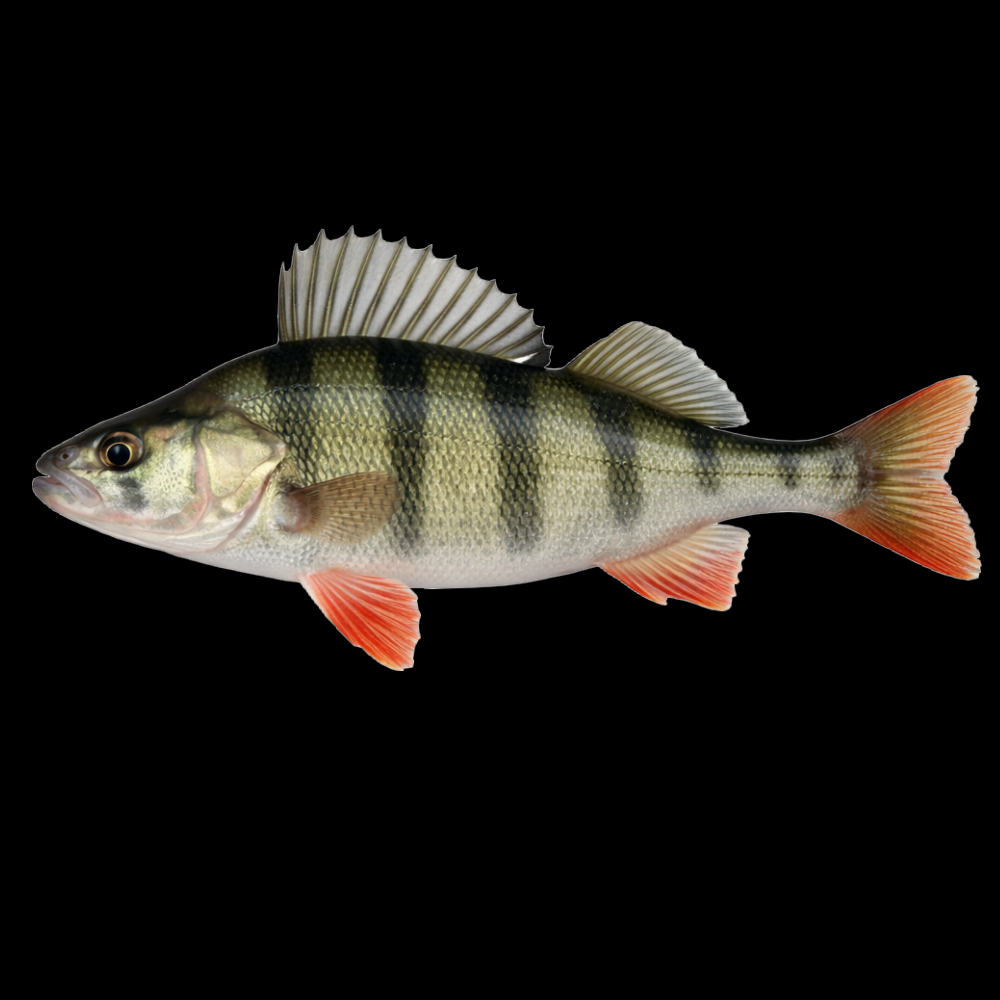 KALA T-PAITA musta -  AHVEN  (00 1837)