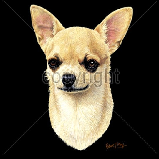 CHIHUAHUA, SHORTHAIR (13747)