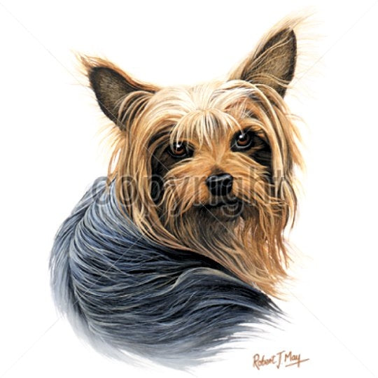 YORKSHIRE TERRIER (13757)