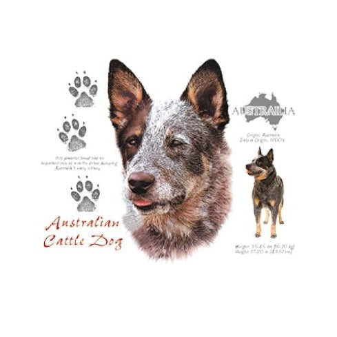 AUSTRALIAN CATTLE DOG (4639)