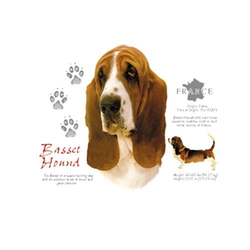 BASSET HOUND (4641)