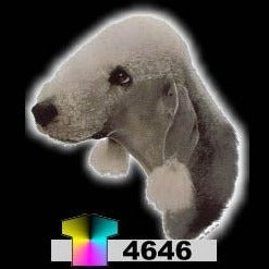 BEDLINGTON TERRIER (4646)