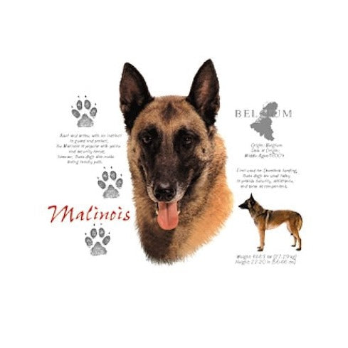 BELGIAN MALINOIS (4647)