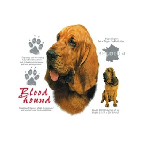 BLOOD HOUND (4652)