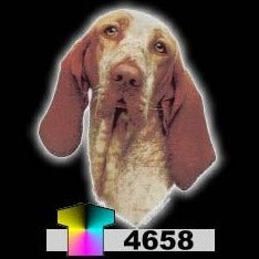 BRACCO ITALIANO (4658)