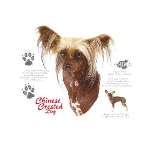 CHINESE CRESTED (4666)
