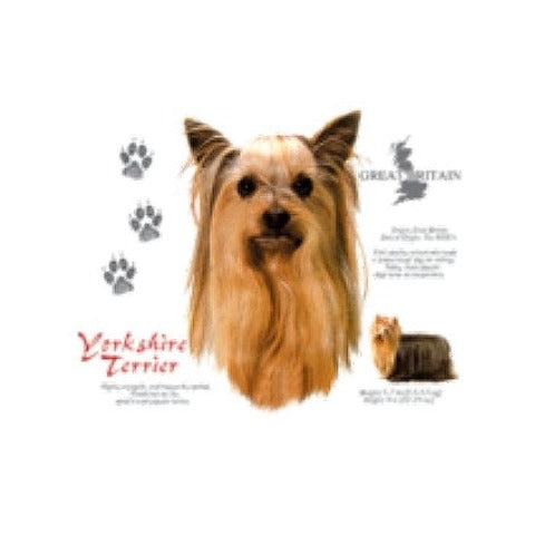 YORKSHIRE TERRIER (4753)