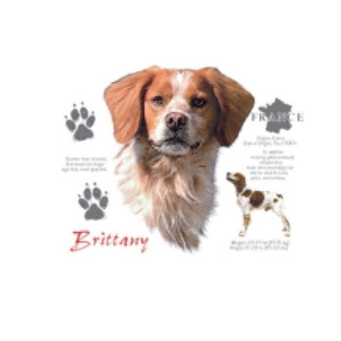 BRITTANY SPANIEL (4757)