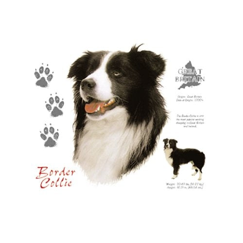 BORDER COLLIE (4760)