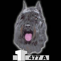 BOUVIER DES LANDER (477A)