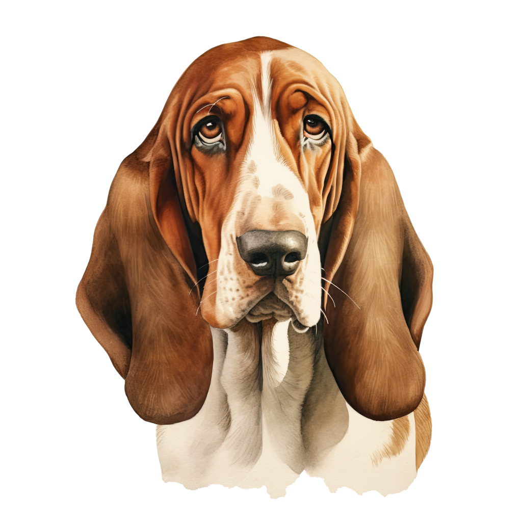 Basset Hound DogBreeds 009