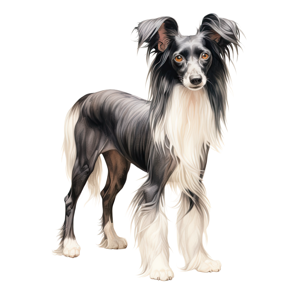 Chinese Crested / Kiinanharjakoira DogBreeds 004