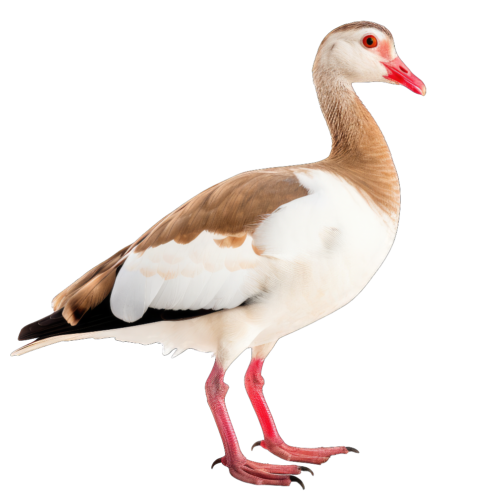 Egyptian goose bird 1- paitakuva