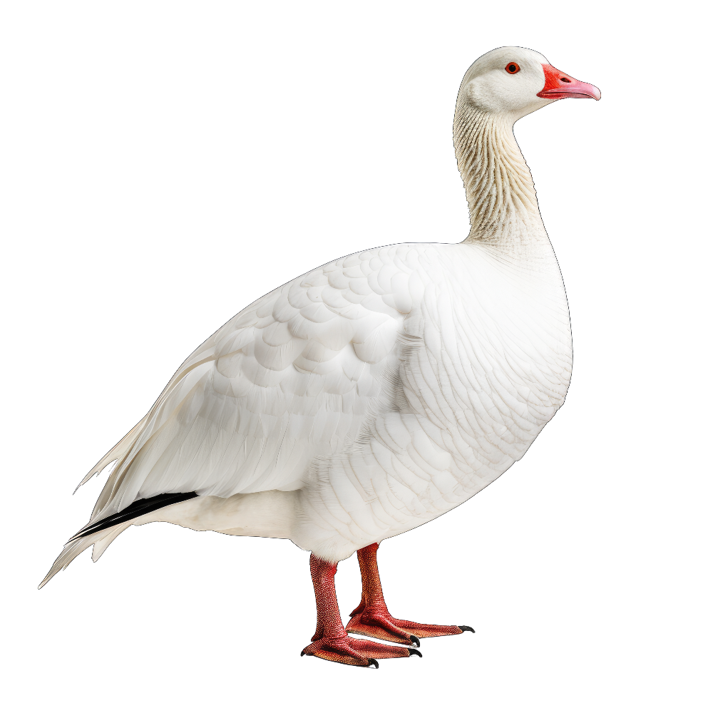Emperor goose bird 1- paitakuva