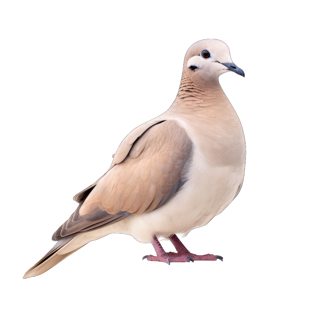 Eurasian collared-dove bird 1- paitakuva