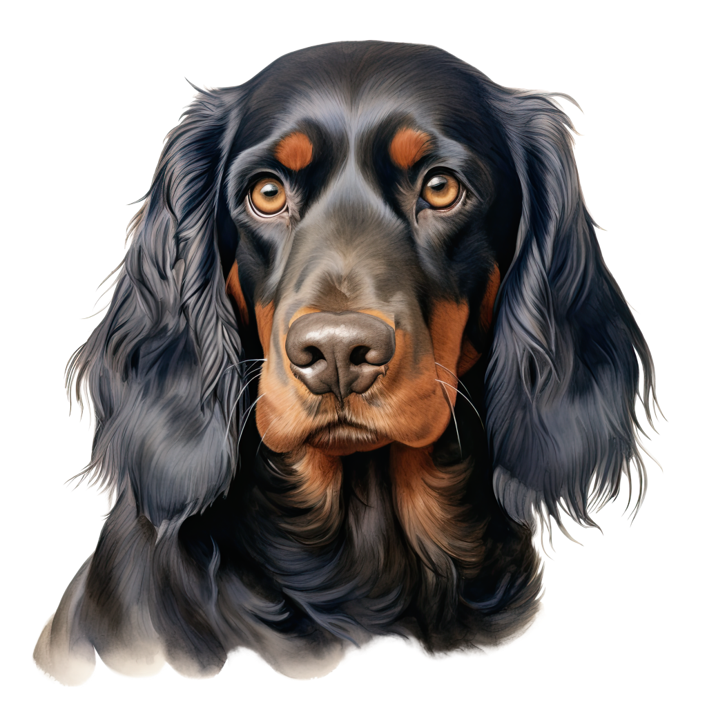 Gordon Setter / Gordoninsetteri DogBreeds 013