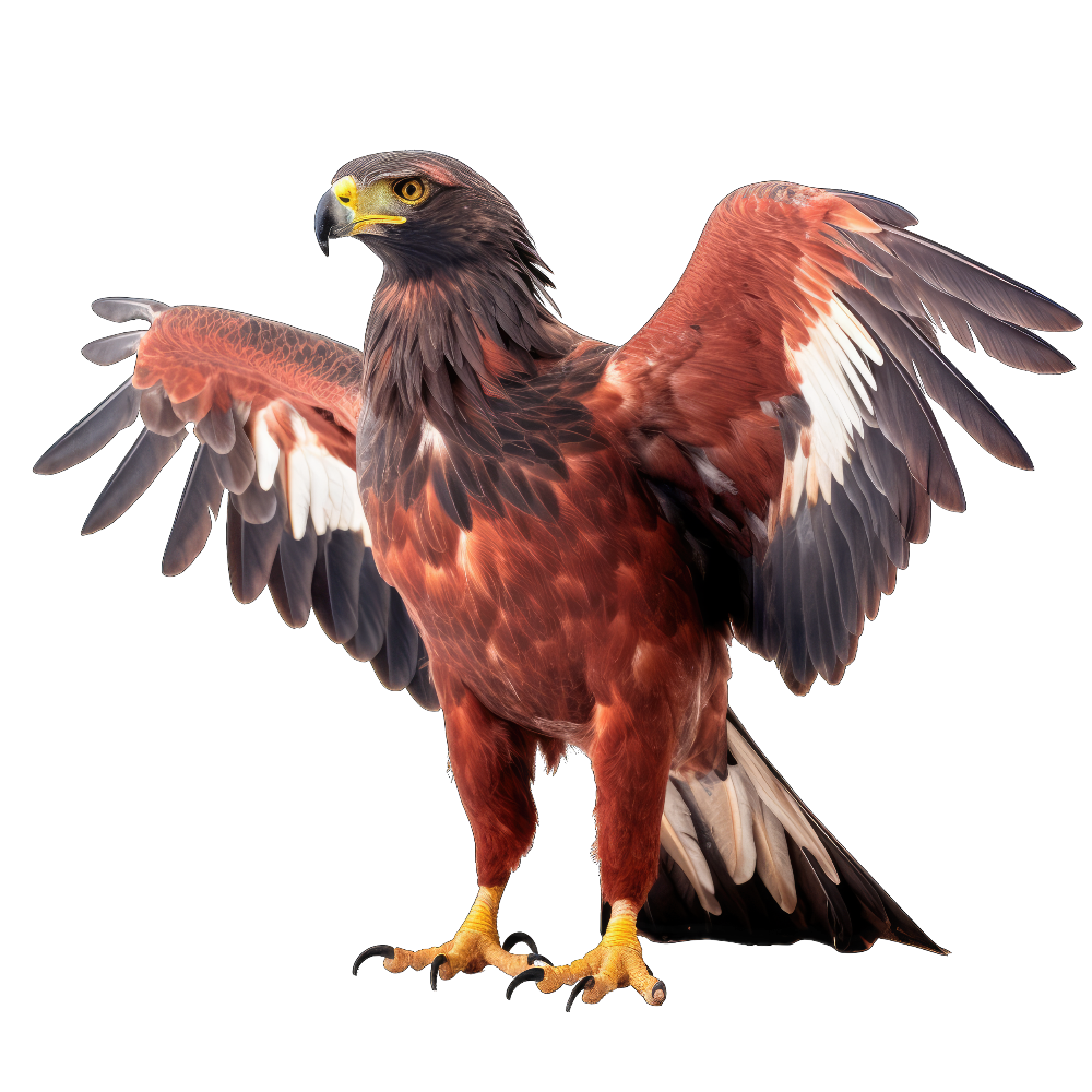 Harriss hawk bird 1- paitakuva