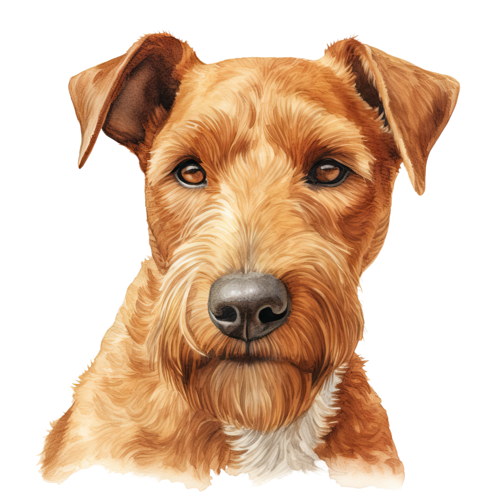 Lakeland Terrier / Lakelandinterrieri DogBreeds 023