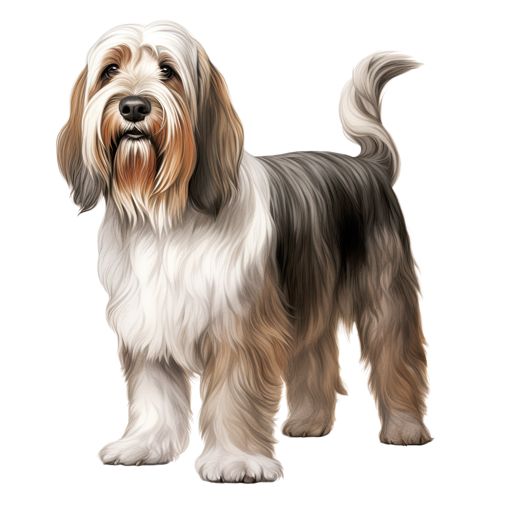 Petit Basset Griffon Vendeen DogBreeds 004