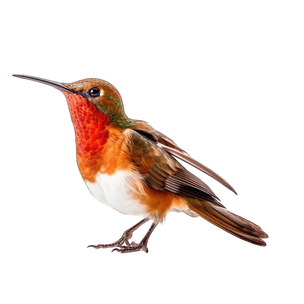 Rufous hummingbird bird 3- paitakuva