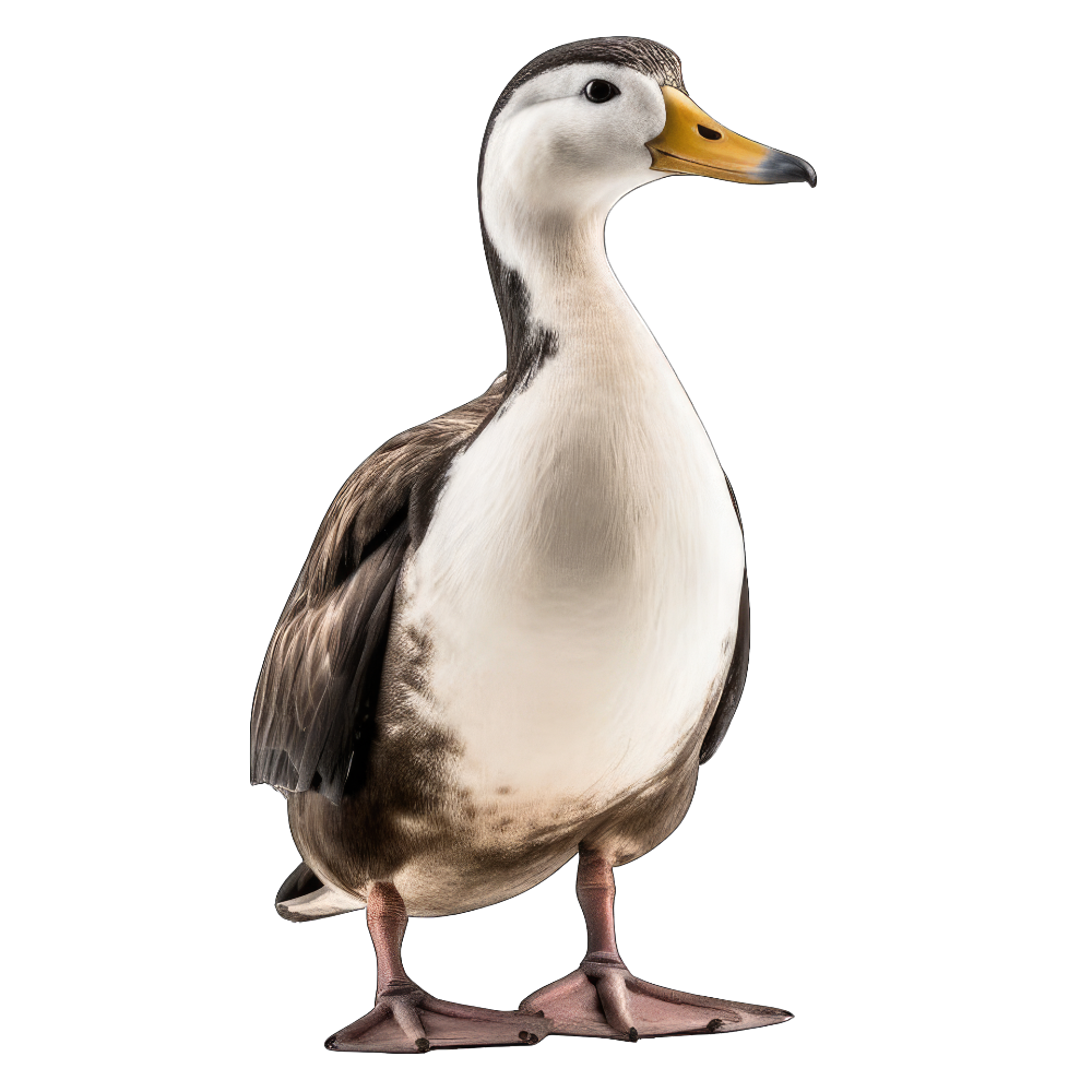 Spectacled eider bird 1- paitakuva