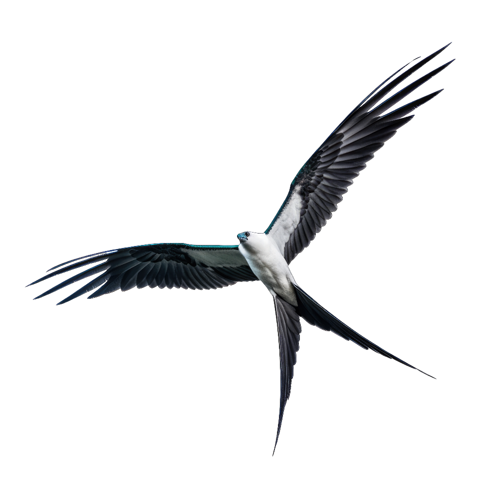Swallow-tailed kite bird 1- paitakuva